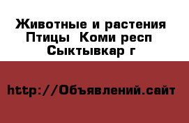 Животные и растения Птицы. Коми респ.,Сыктывкар г.